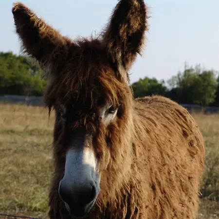 Les Grenettes Hotel 4*