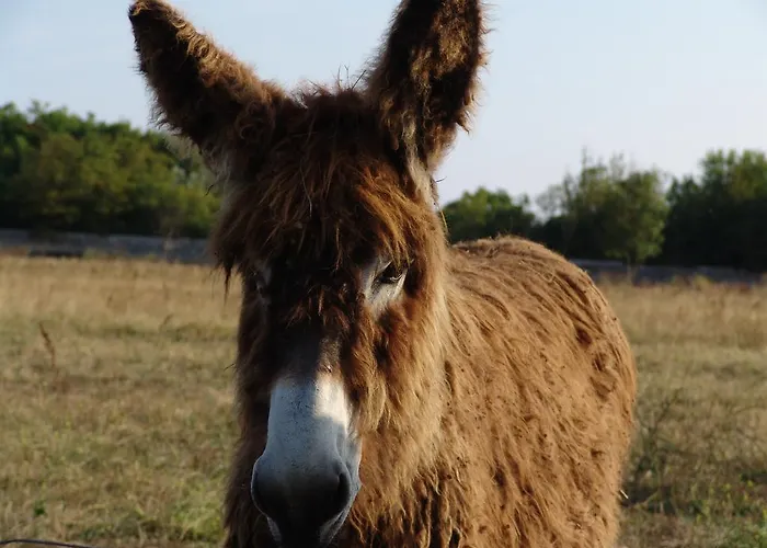 Logis Les Grenettes Hotel 4*